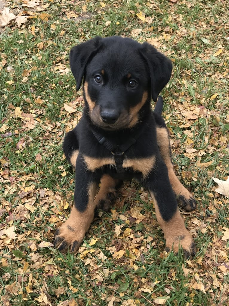 Ragar, a Beauceron tested with EmbarkVet.com