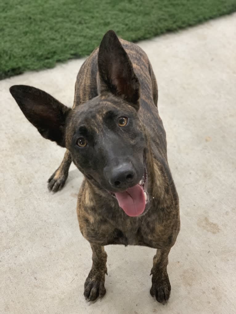 Luna, a Dutch Shepherd tested with EmbarkVet.com