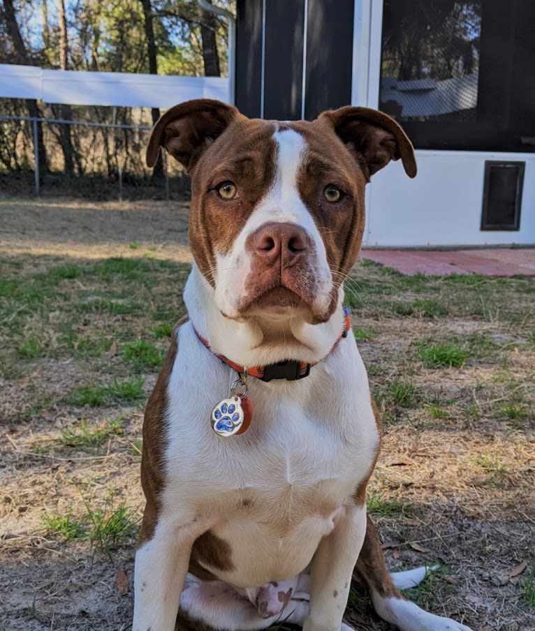 Charlie, an American Pit Bull Terrier and Bulldog mix tested with EmbarkVet.com