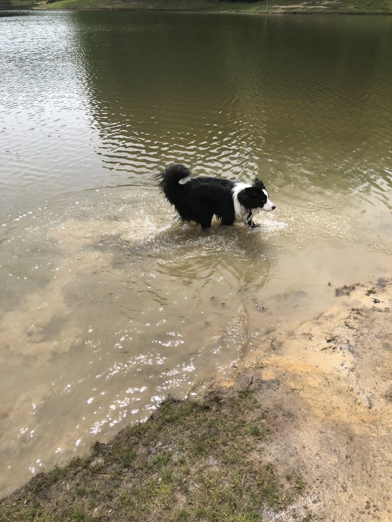 Angel, a Border Collie tested with EmbarkVet.com