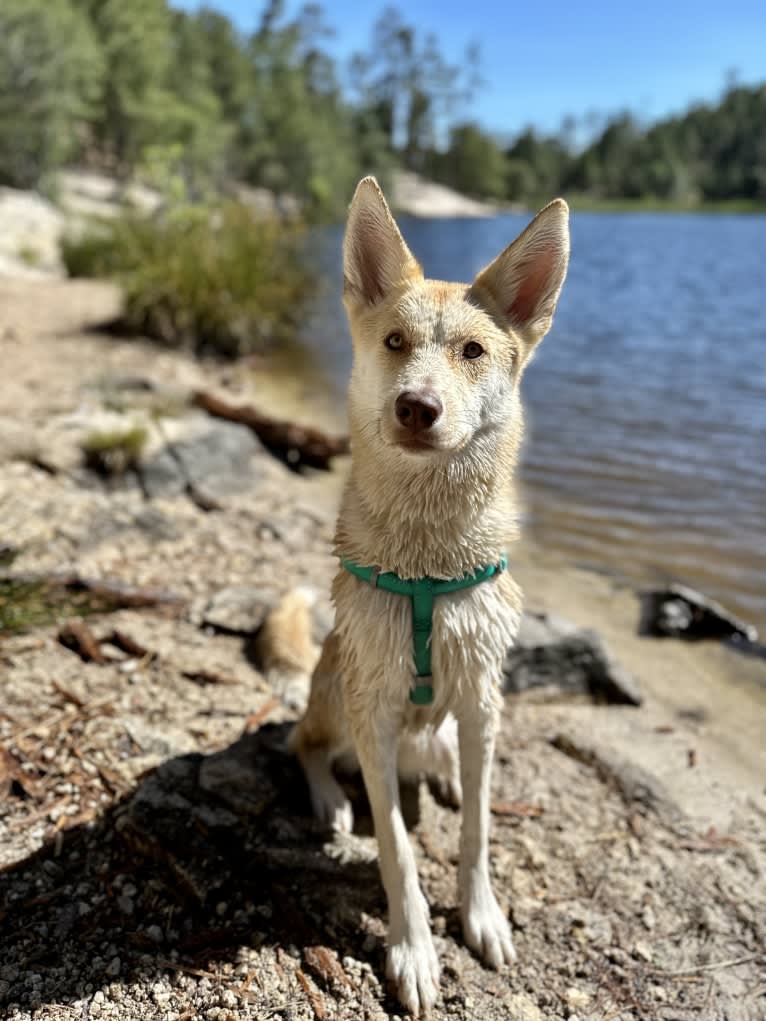 Hoodoo, a Siberian Husky and American Pit Bull Terrier mix tested with EmbarkVet.com