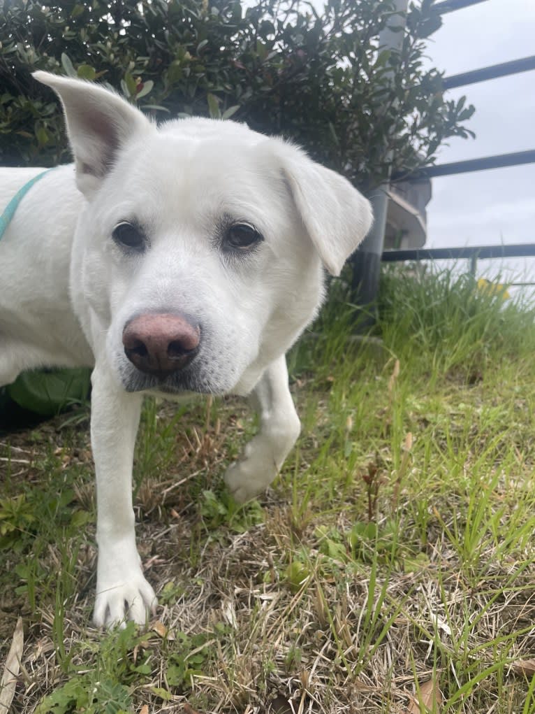 Cheese, a Chinese Village Dog tested with EmbarkVet.com