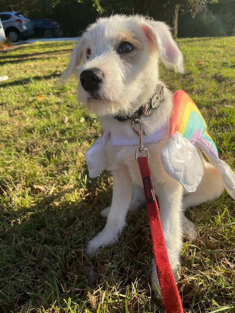 Gatsby, a Great Pyrenees and Beagle mix tested with EmbarkVet.com