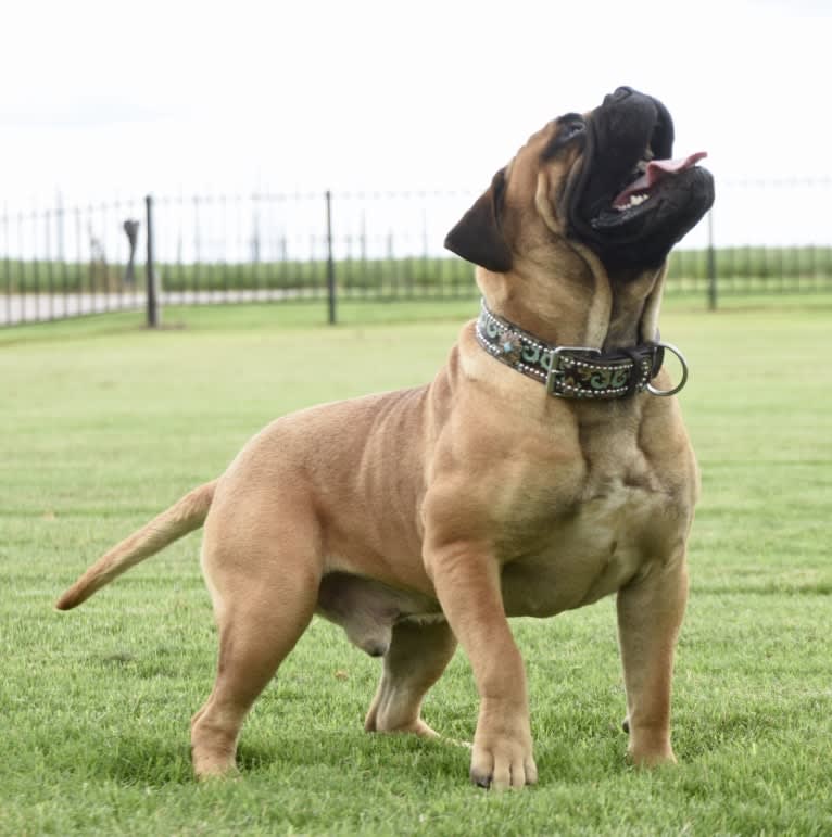 Large Black von T Bone, a Bullmastiff tested with EmbarkVet.com