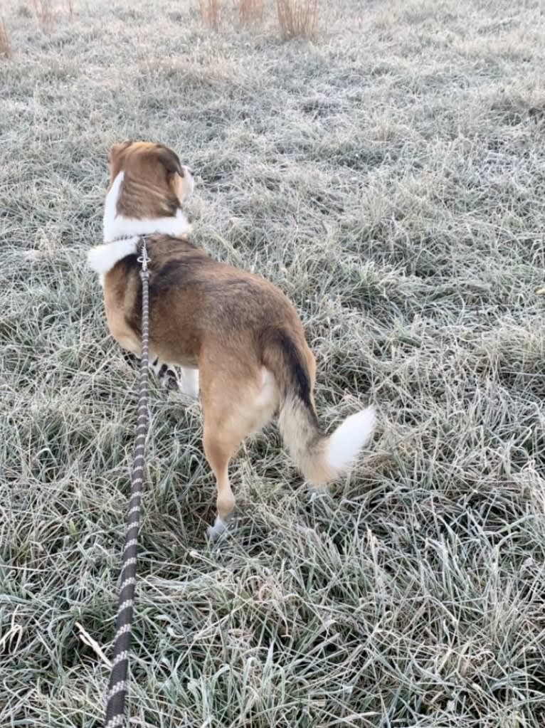 Cujo, a Great Pyrenees and Rottweiler mix tested with EmbarkVet.com