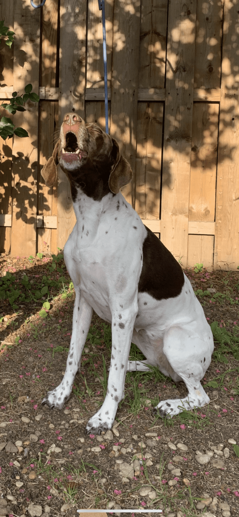 Holly, a German Shorthaired Pointer tested with EmbarkVet.com