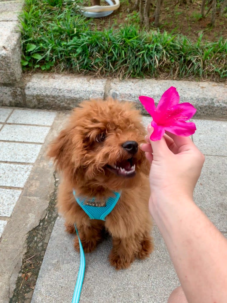 Twix Jeong, a Poodle (Small) tested with EmbarkVet.com