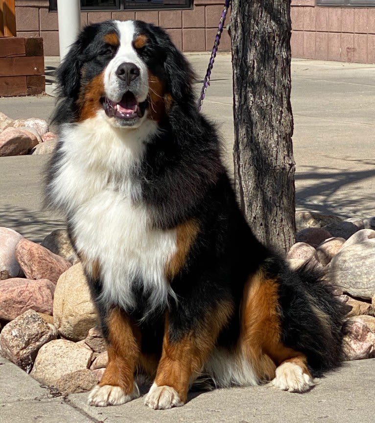 Lexi, a Bernese Mountain Dog tested with EmbarkVet.com
