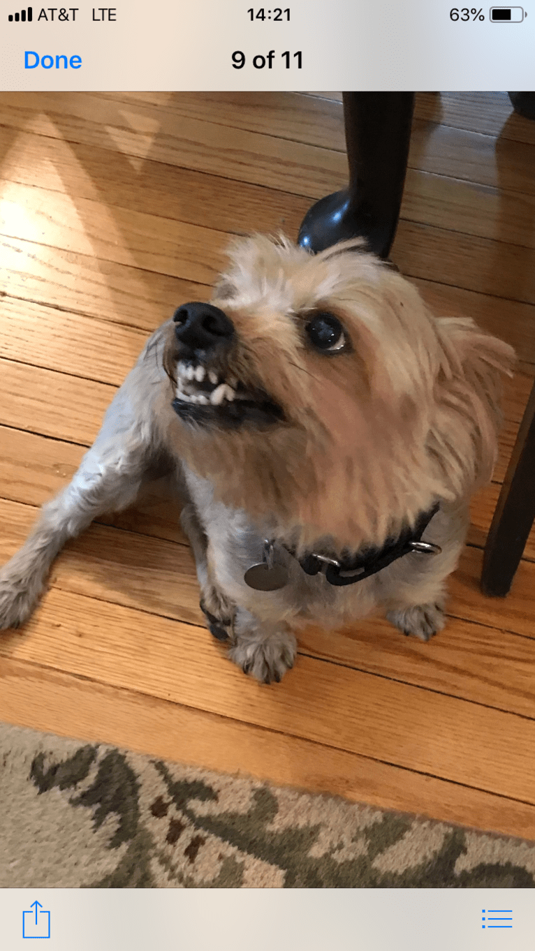 Ralphie, a Yorkshire Terrier tested with EmbarkVet.com