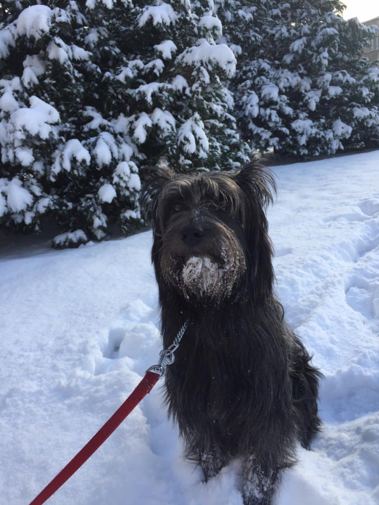 Benny, an Eastern European Village Dog and Chinese Shar-Pei mix tested with EmbarkVet.com