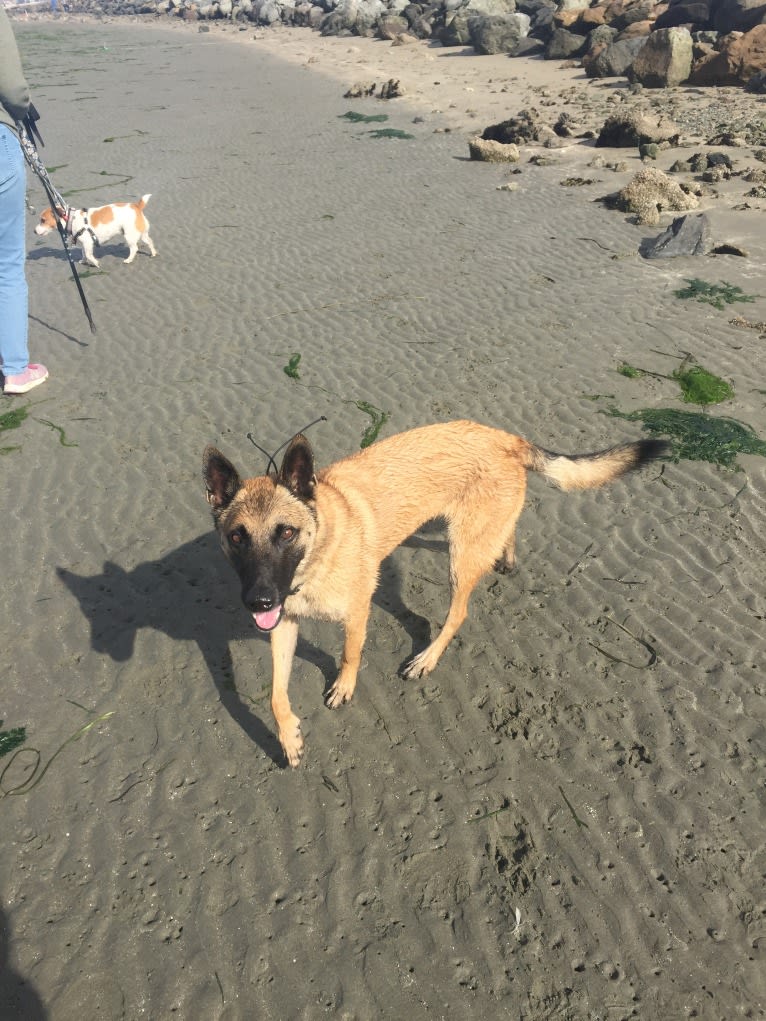 Niko, a Belgian Malinois and German Shepherd Dog mix tested with EmbarkVet.com