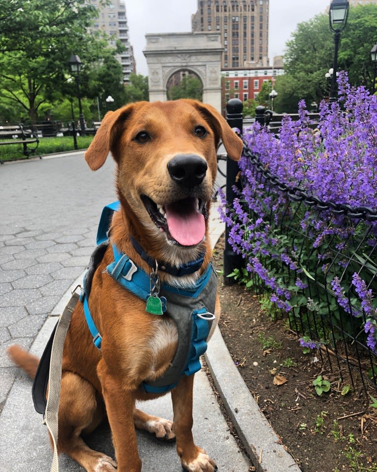 Cooper Lane, a German Shepherd Dog and Labrador Retriever mix tested with EmbarkVet.com