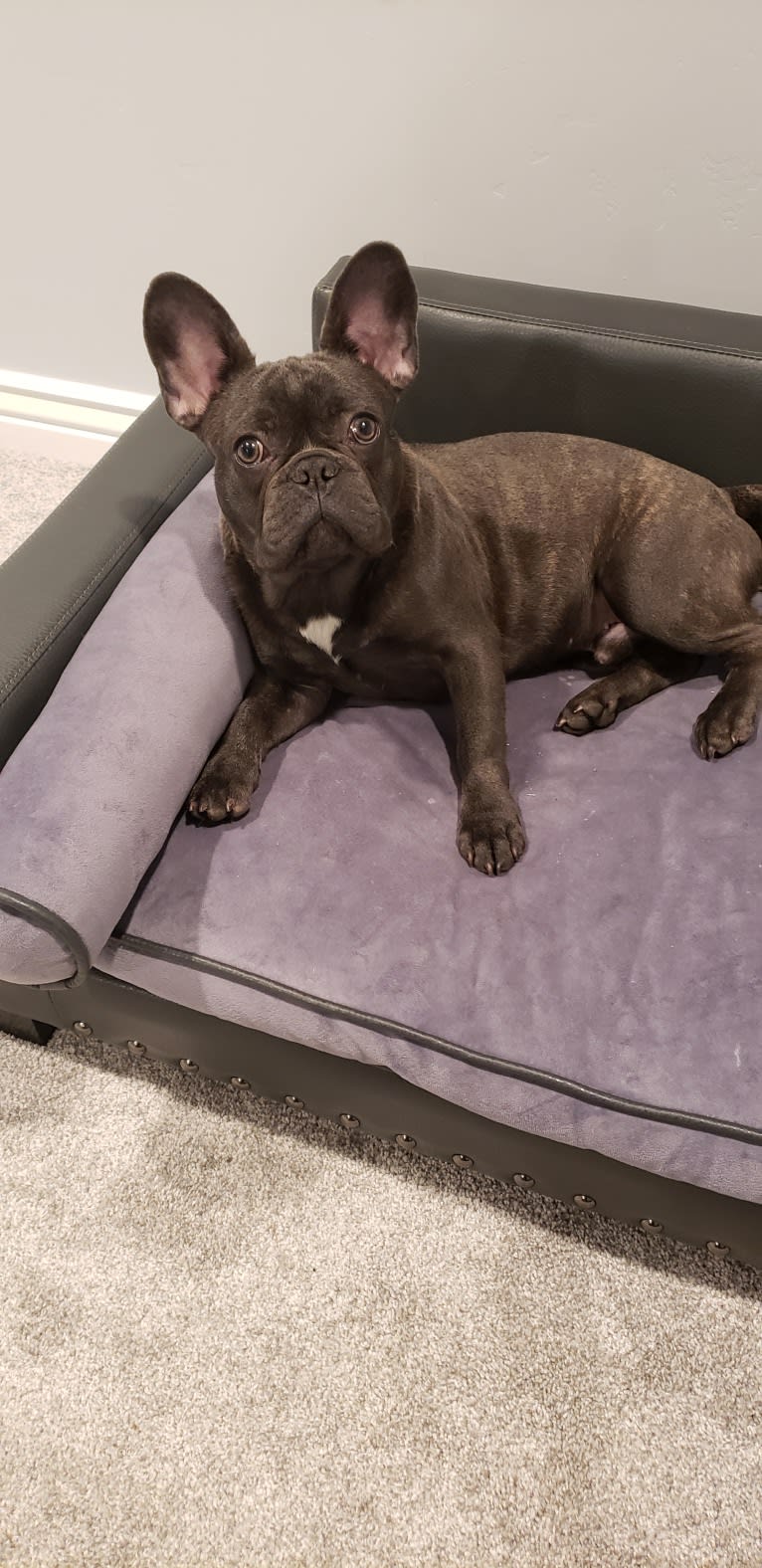 Diesel D, a French Bulldog tested with EmbarkVet.com