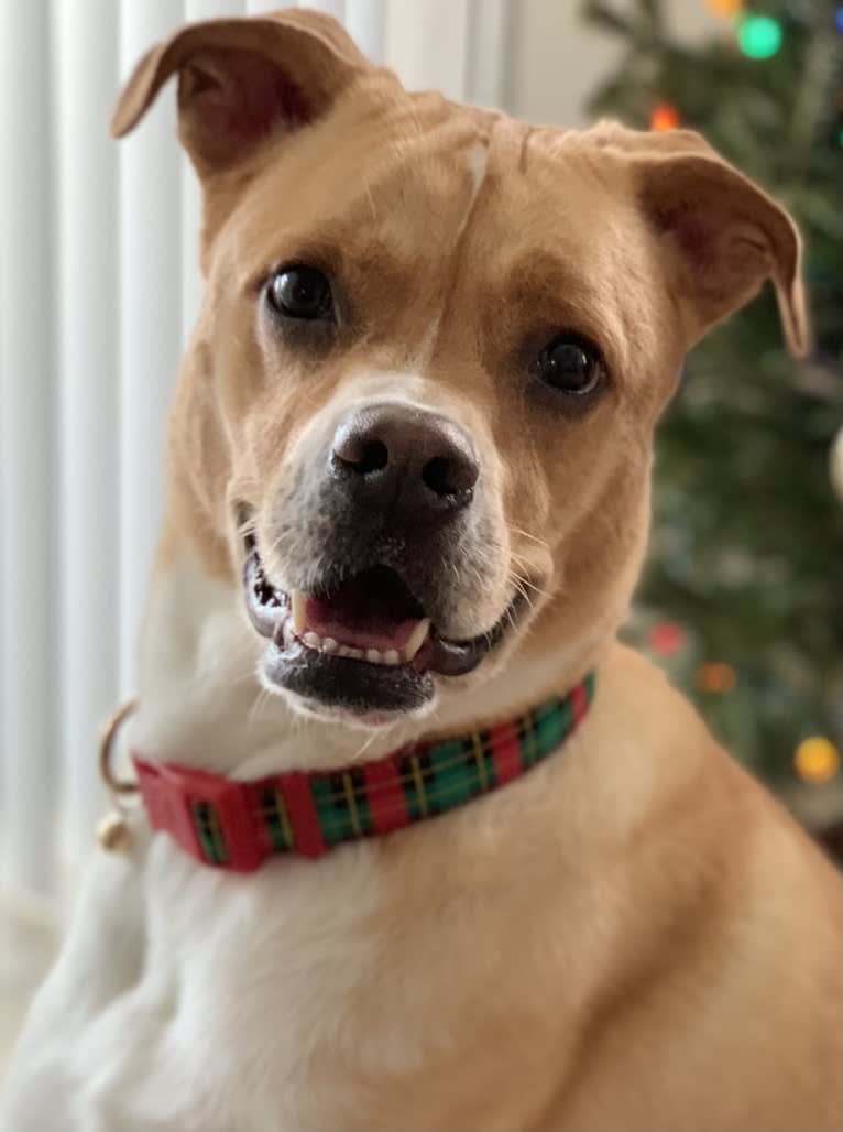 Leo, an American Pit Bull Terrier and Labrador Retriever mix tested with EmbarkVet.com