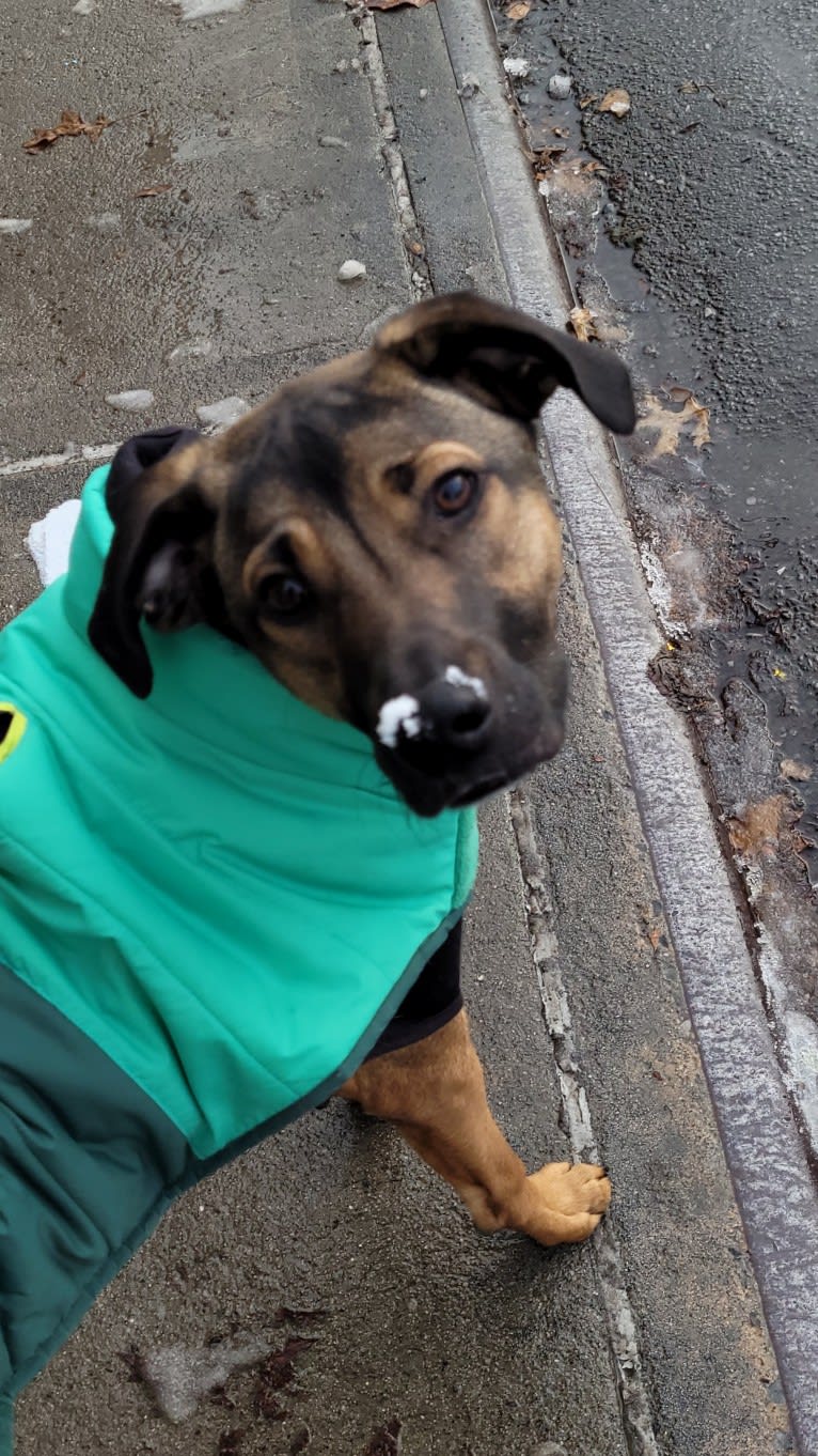 Finley, an American Village Dog tested with EmbarkVet.com