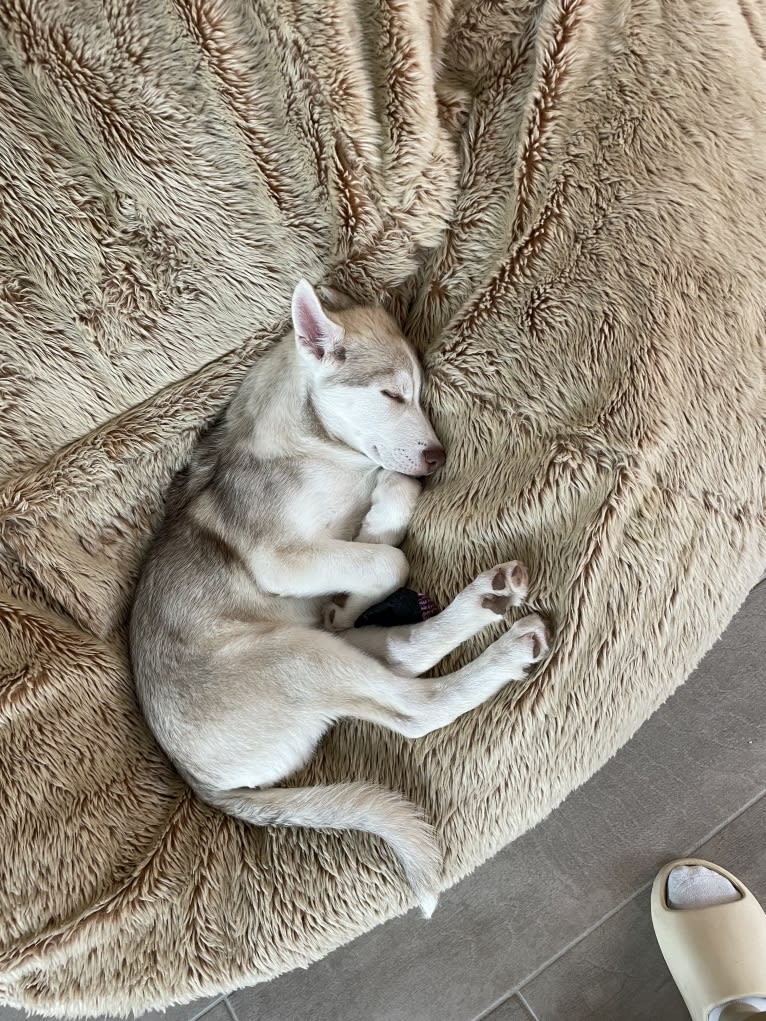 Azul, a Siberian Husky and Alaskan Malamute mix tested with EmbarkVet.com