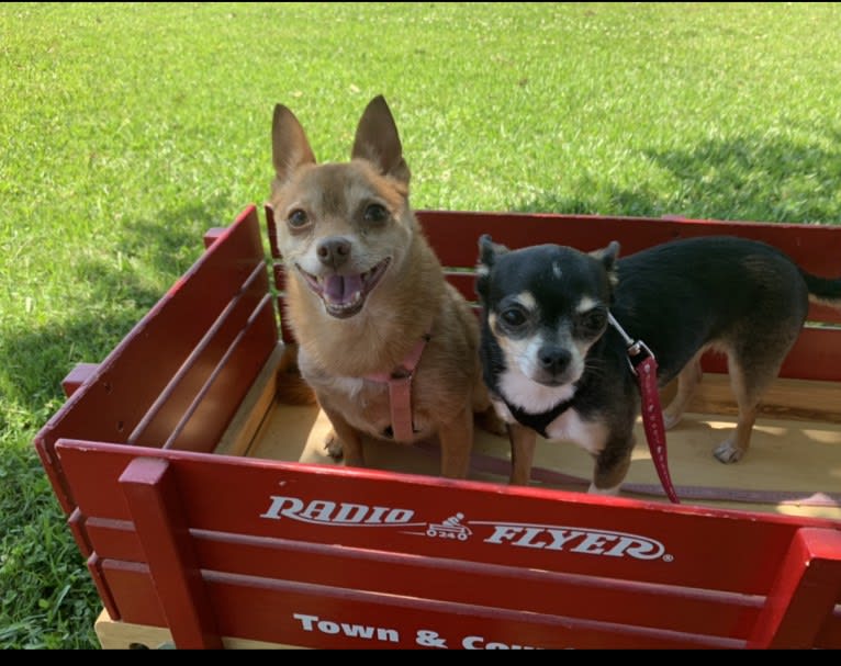 Rena Grace, a Miniature Pinscher and Pomeranian mix tested with EmbarkVet.com