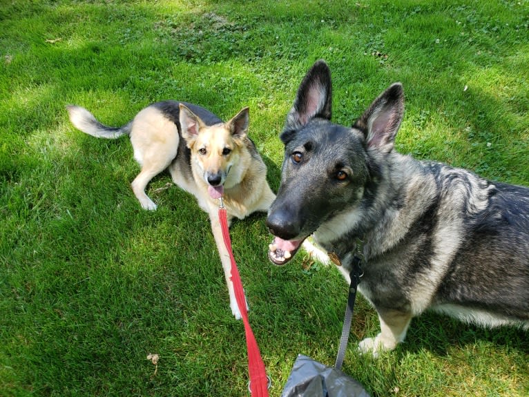 Balto, a German Shepherd Dog tested with EmbarkVet.com