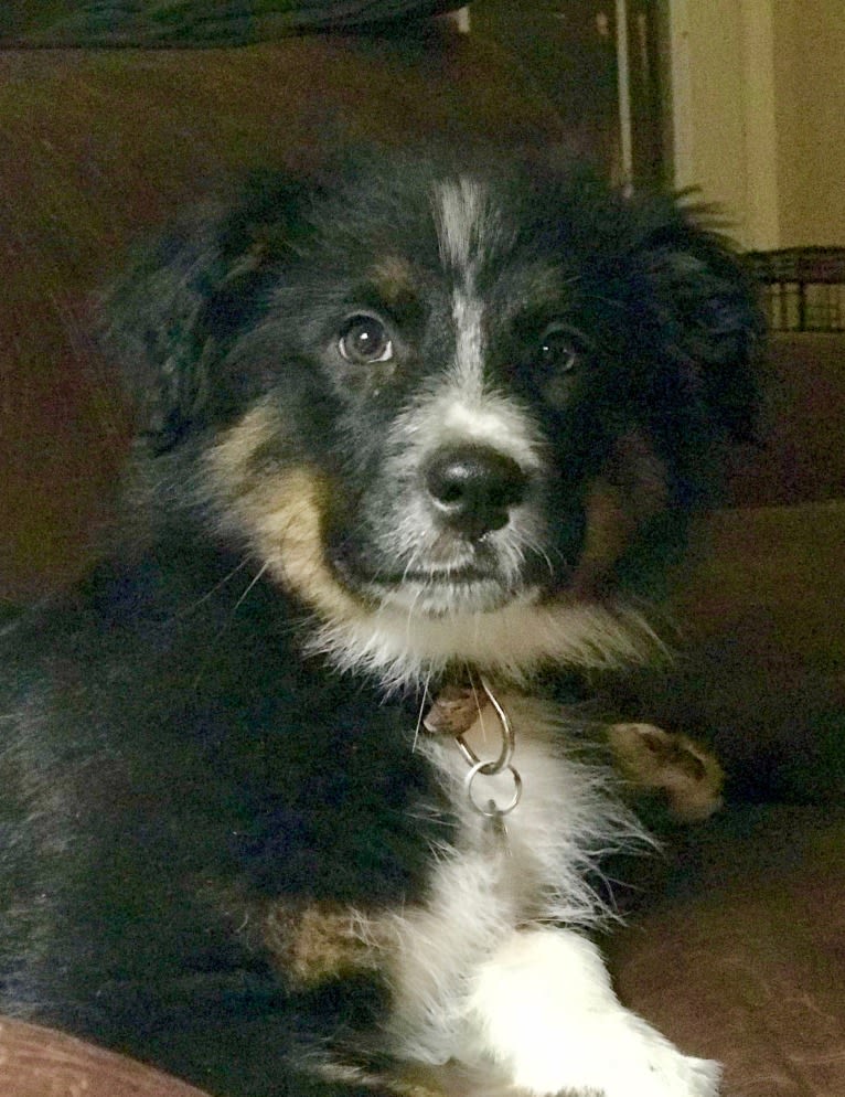 Gala, an Australian Shepherd tested with EmbarkVet.com