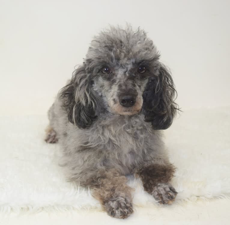 Baloo, a Poodle (Small) tested with EmbarkVet.com