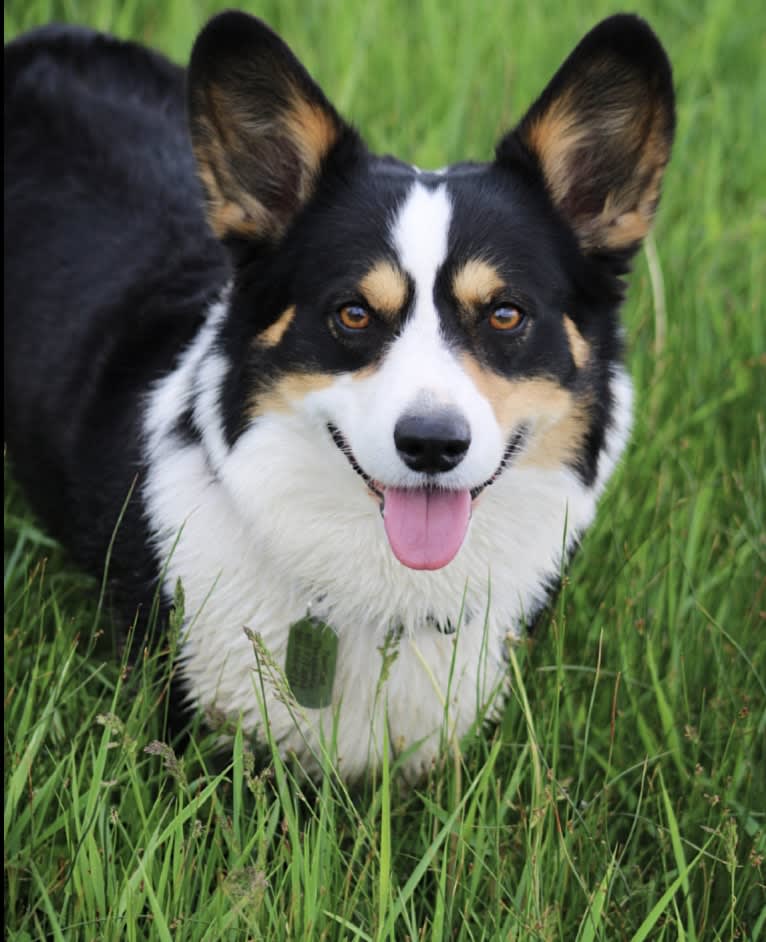 Curby, a Pembroke Welsh Corgi tested with EmbarkVet.com