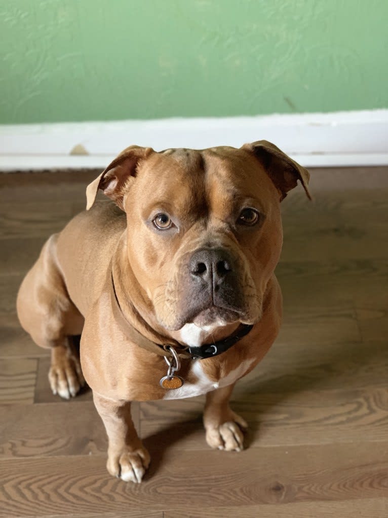 Kobe, an Olde English Bulldogge and American Bulldog mix tested with EmbarkVet.com