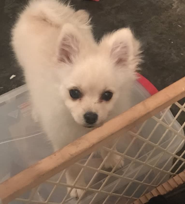 Poof, a Pomeranian tested with EmbarkVet.com