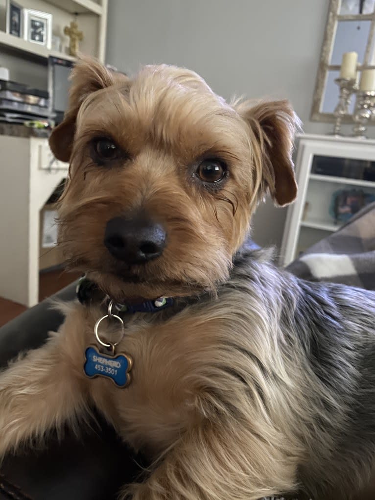 Brody, a Yorkshire Terrier tested with EmbarkVet.com