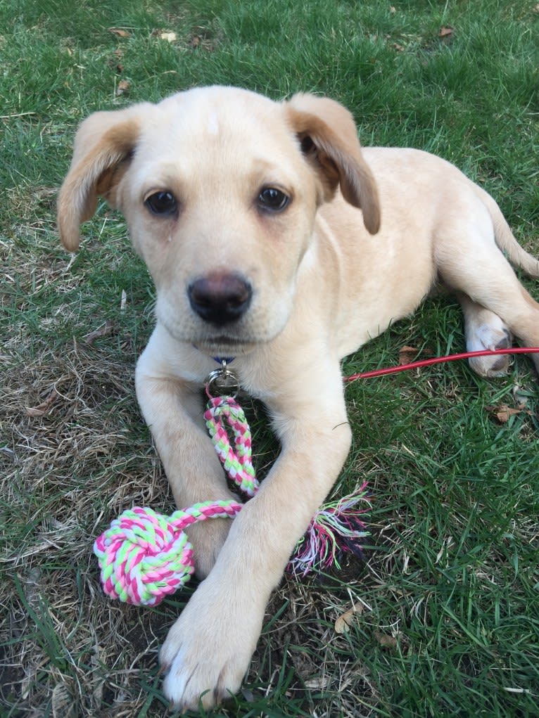 Brock, a Labrador Retriever and Rottweiler mix tested with EmbarkVet.com