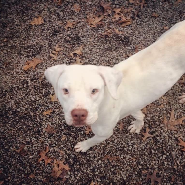 Murphy Lorenzo, an American Pit Bull Terrier and Brittany mix tested with EmbarkVet.com