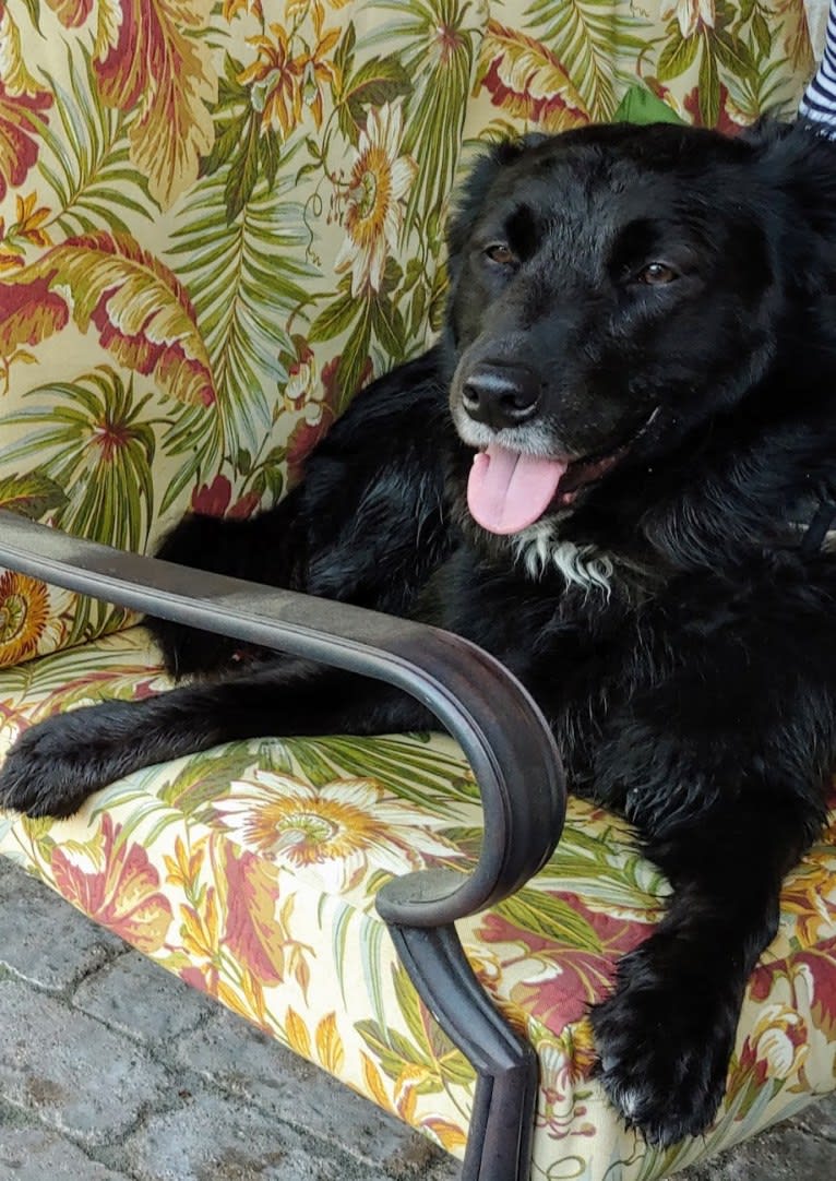 Sirius Lee, an American Pit Bull Terrier and Border Collie mix tested with EmbarkVet.com