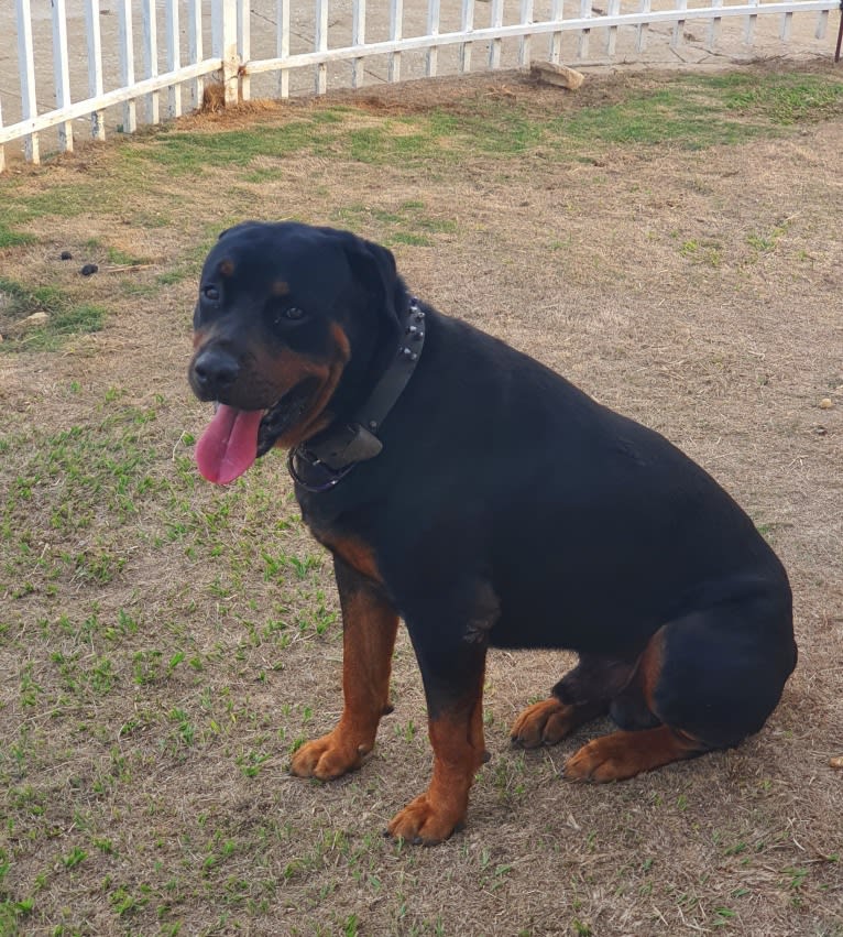 Sky, a Rottweiler tested with EmbarkVet.com