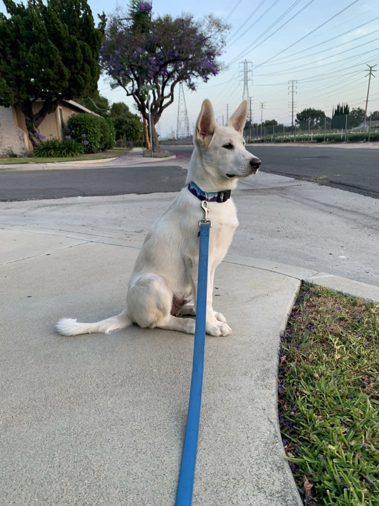 Ghus, a German Shepherd Dog and American Pit Bull Terrier mix tested with EmbarkVet.com