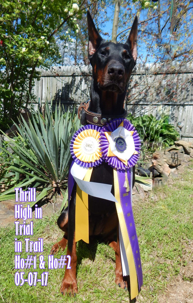 Thrill, a Doberman Pinscher tested with EmbarkVet.com