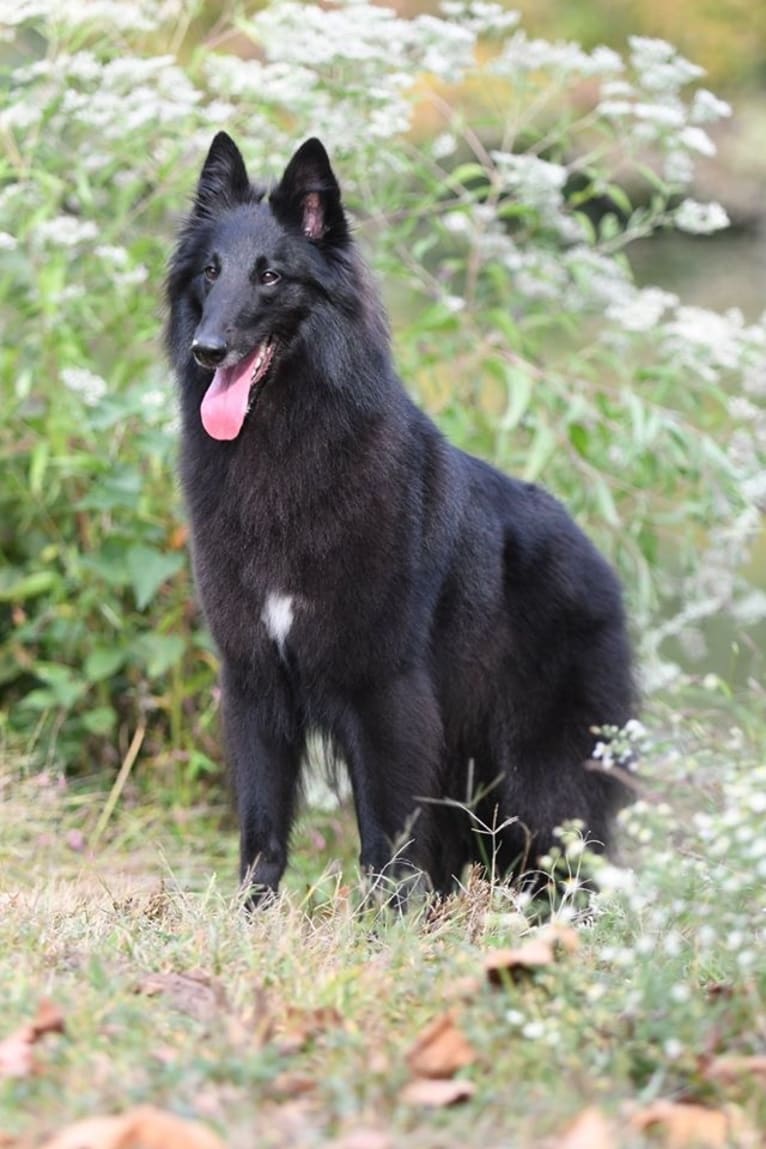 Azula, a Belgian Shepherd tested with EmbarkVet.com