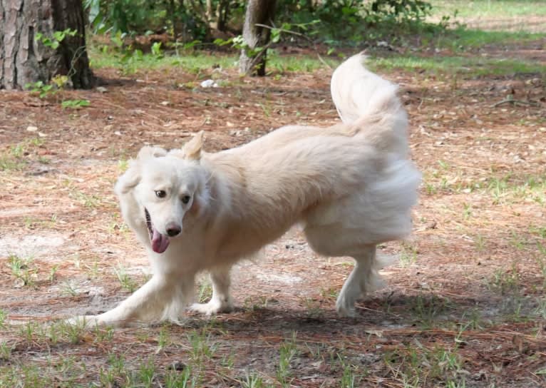 Roxy, a Siberian Husky and Labrador Retriever mix tested with EmbarkVet.com