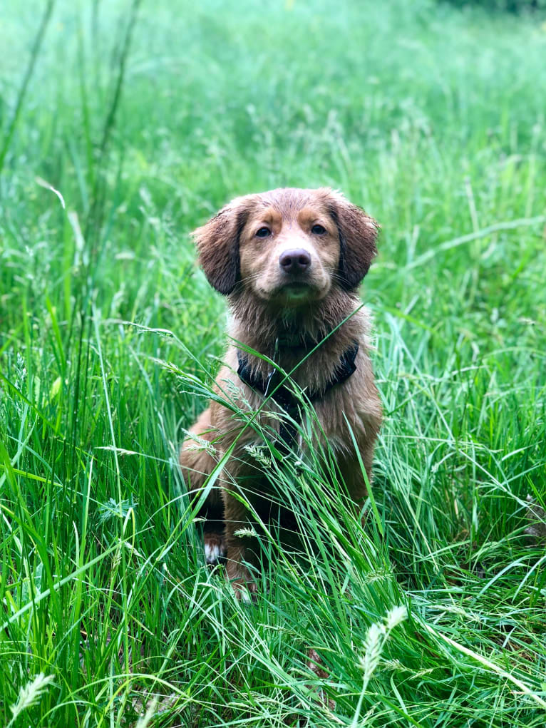 Henry, a Nova Scotia Duck Tolling Retriever tested with EmbarkVet.com