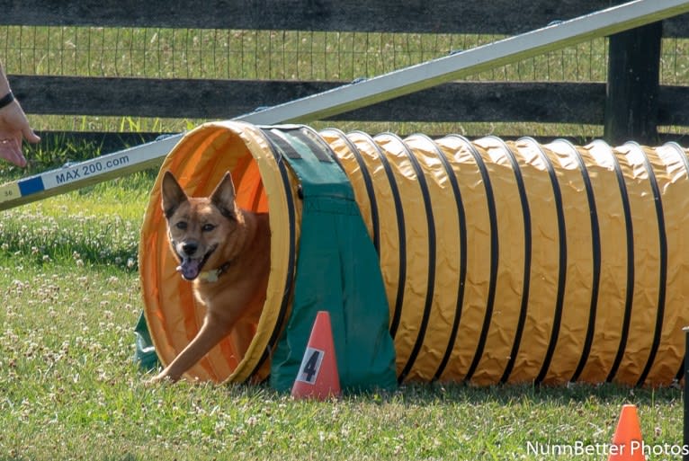 Scotchie, a Siberian Husky and German Shepherd Dog mix tested with EmbarkVet.com