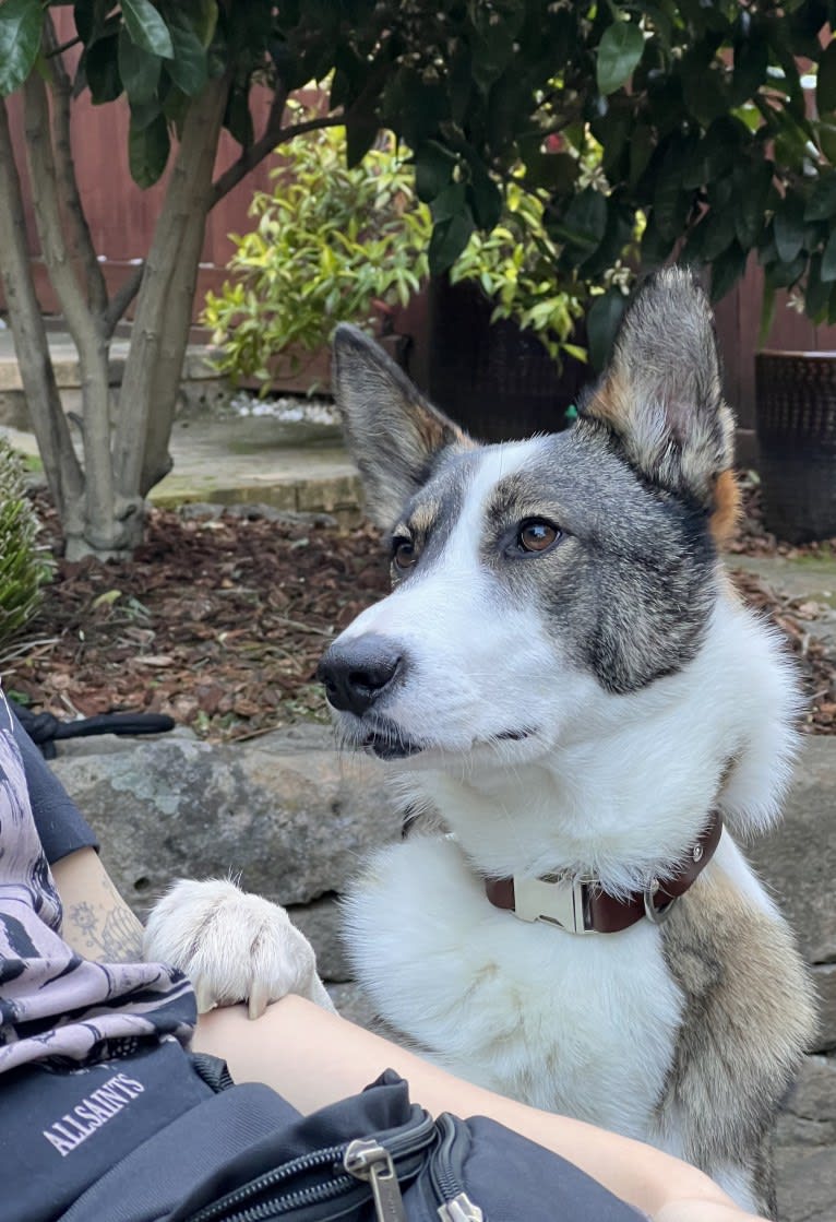 Legoshi, a Central Asian Village Dog tested with EmbarkVet.com