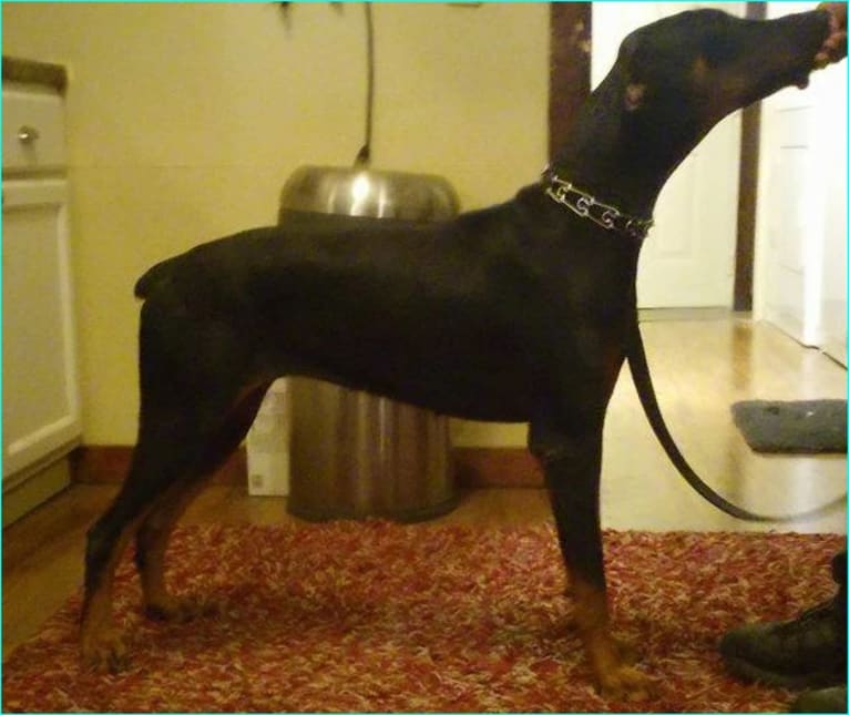 JEWLZ, a Doberman Pinscher tested with EmbarkVet.com