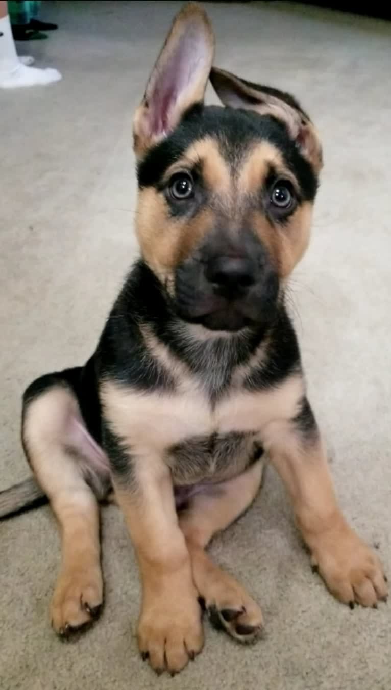 Grizz, a German Shepherd Dog and American Pit Bull Terrier mix tested with EmbarkVet.com