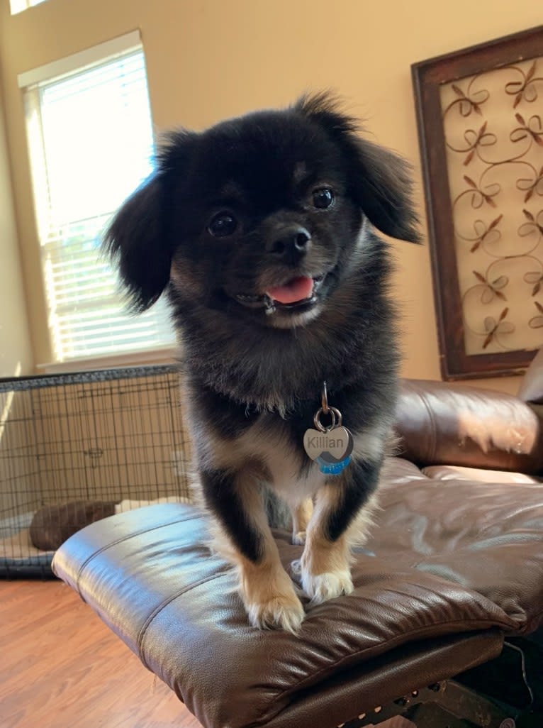 Killian, a Tibetan Spaniel tested with EmbarkVet.com