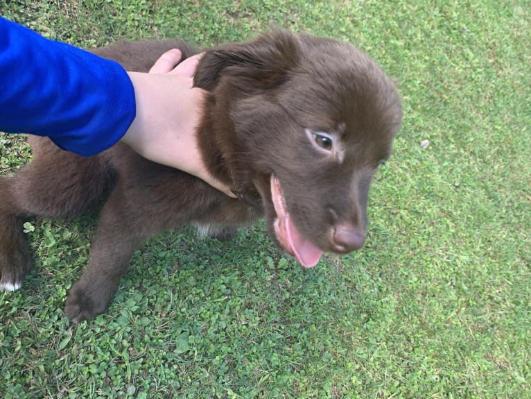 Snickers, an Australian Shepherd tested with EmbarkVet.com