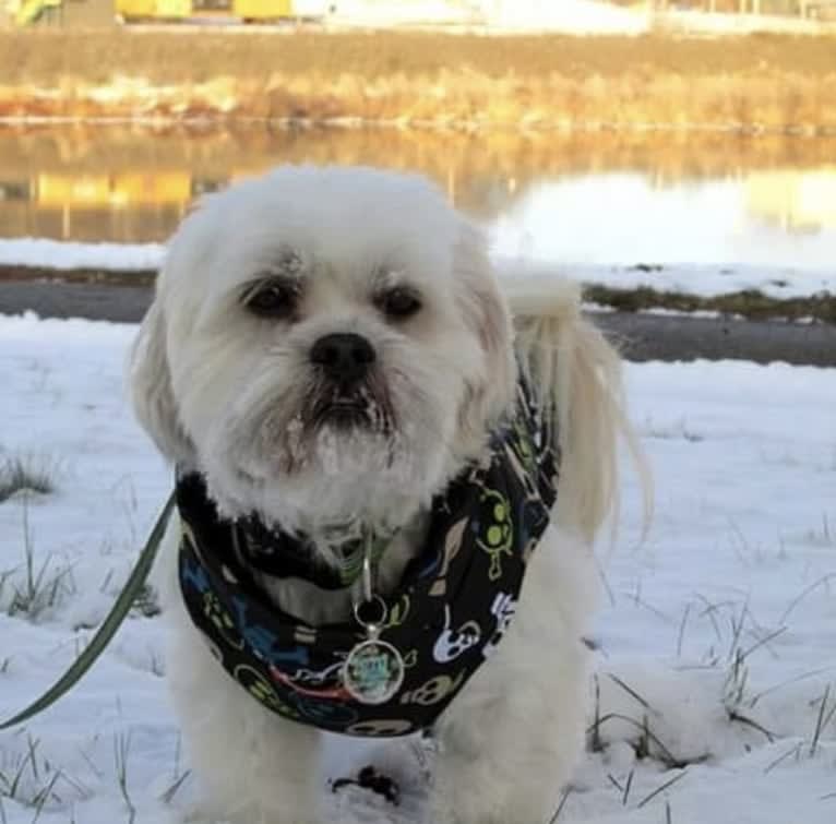 Ziggy Stardust, a Lhasa Apso and Shih Tzu mix tested with EmbarkVet.com