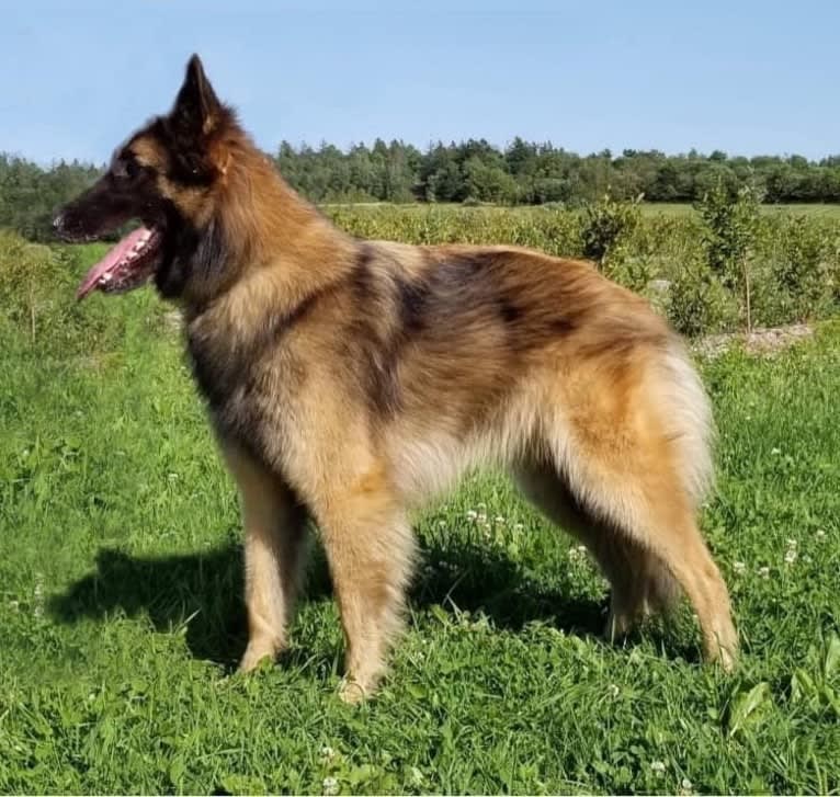 Bali, a Belgian Shepherd tested with EmbarkVet.com