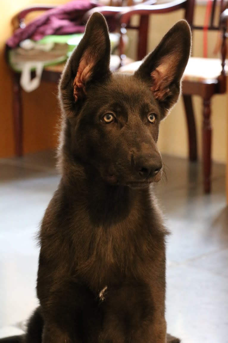 Rumor, a German Shepherd Dog tested with EmbarkVet.com