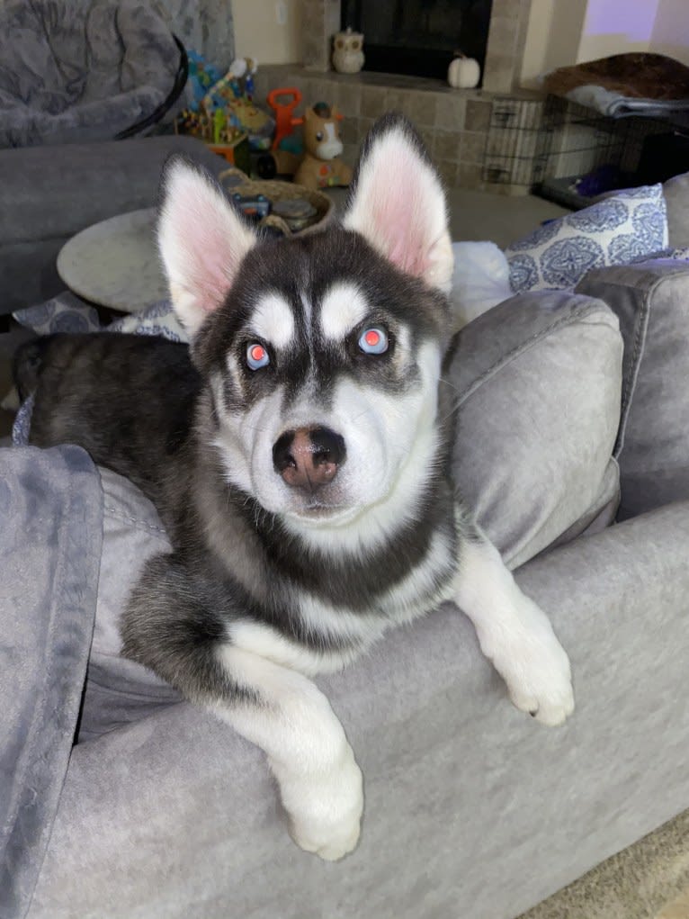 Shasta, a Siberian Husky tested with EmbarkVet.com