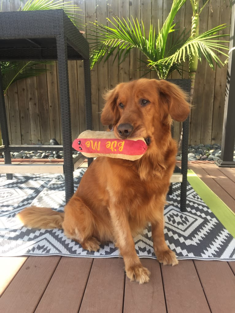 Draco, a Golden Retriever tested with EmbarkVet.com