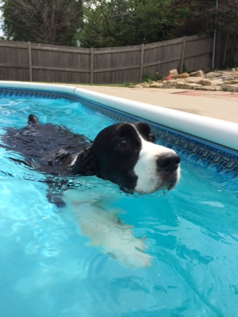 Sailor, an English Springer Spaniel tested with EmbarkVet.com