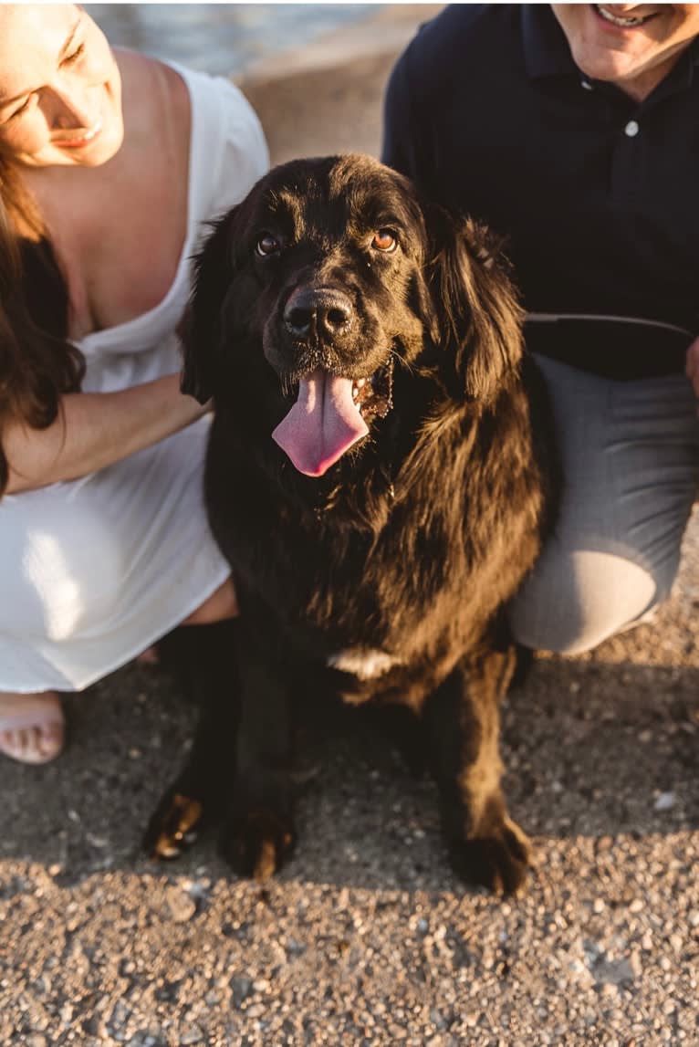 Maggie, a Newfoundland tested with EmbarkVet.com